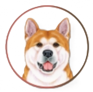 AKITA CIOTOLA
