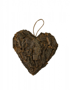 CUORE CORTECCIA